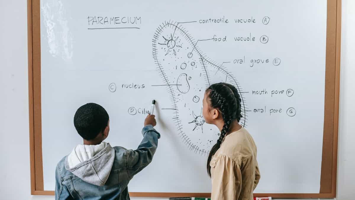 IB Biology: Effective Study Tips To Ace the Course